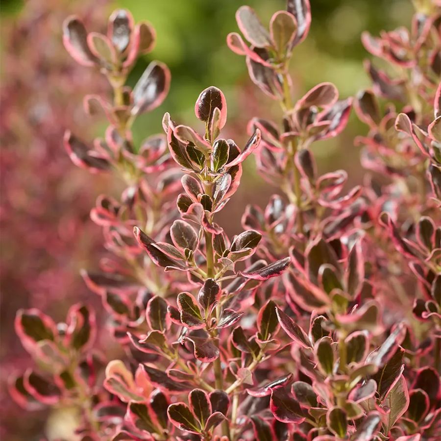 M&aacute;zlev&eacute;l Coprosma 'Eclipse'