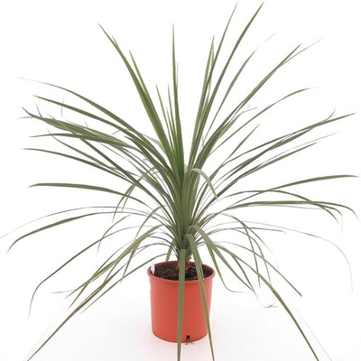 Bunkóliliom Cordyline australis