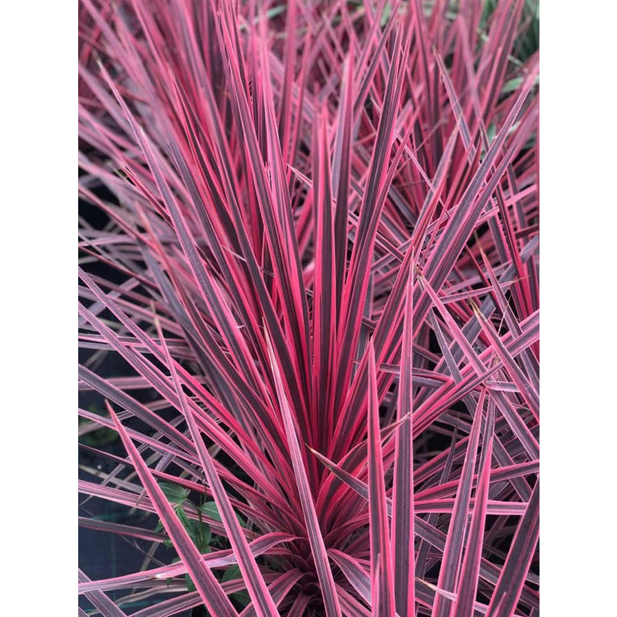 Cordyline australis 'Charlie Boy' Bunkóliliom