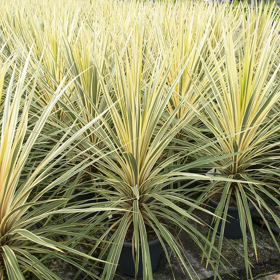 Cordyline australis 'Torbay Dazzler' Bunkóliliom