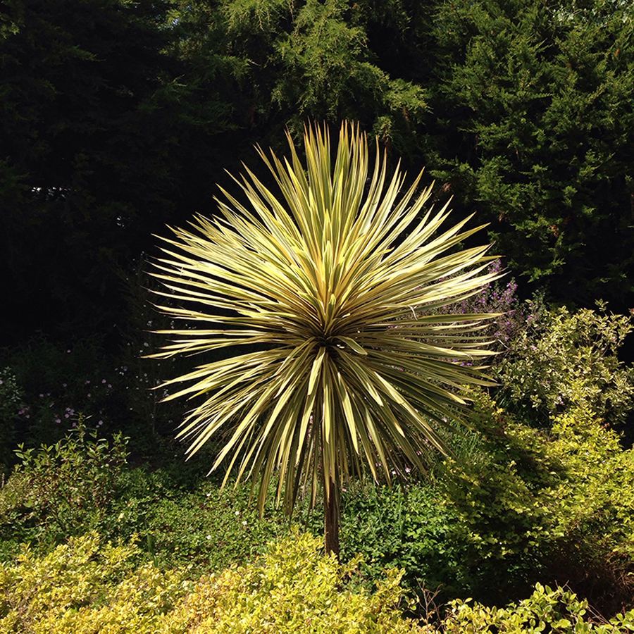 Bunkóliliom Cordyline australis 'Torbay Dazzler'