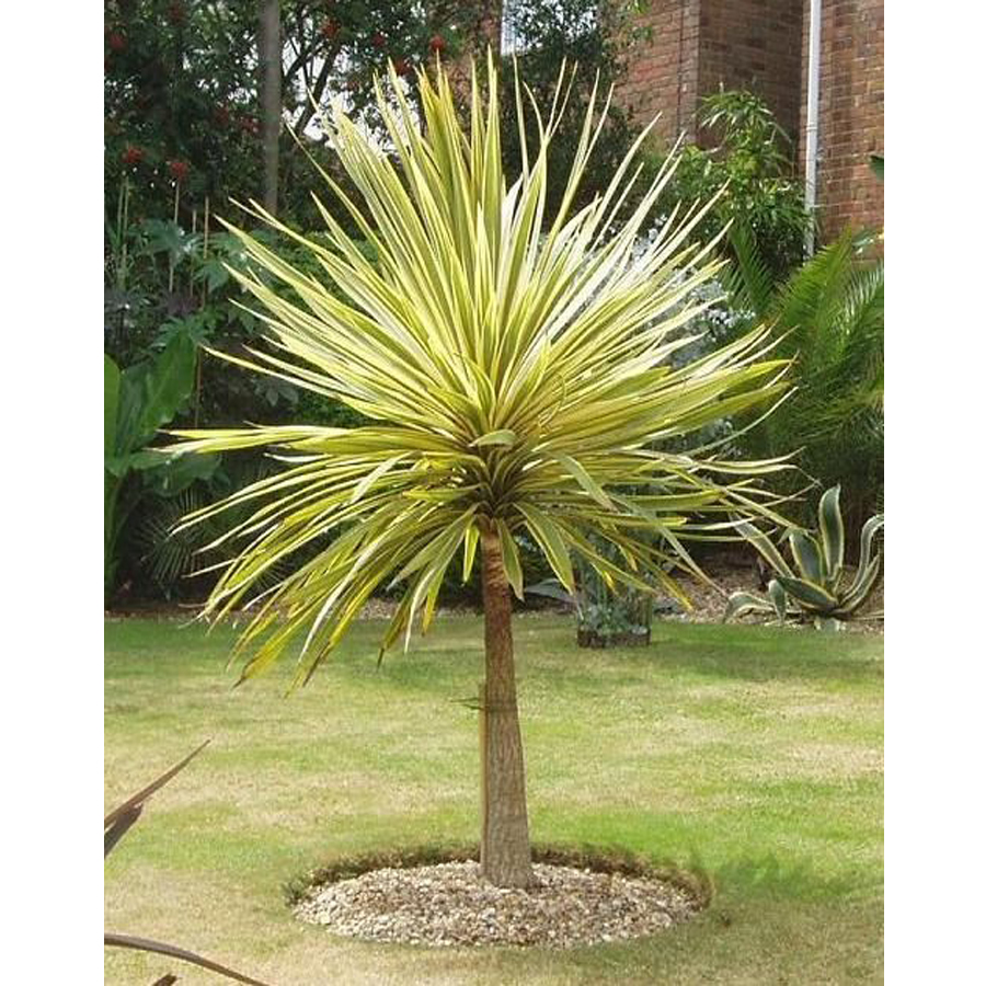 Bunkóliliom Cordyline australis 'Torbay Dazzler'