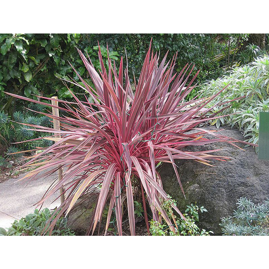 Cordyline australis 'Electric Pink' Bunk&oacute;liliom