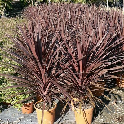 Bunkóliliom Cordyline australis 'Red Star'