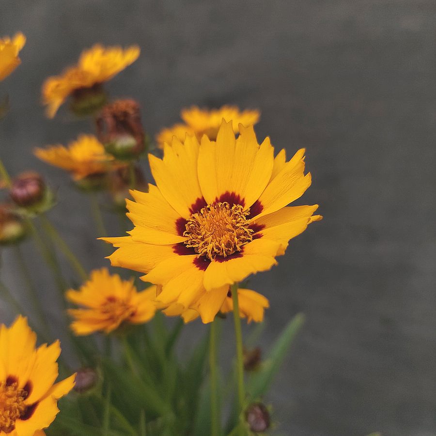 Coreopsis grandiflora 'Andiamo Yellow Red' Menyecskeszem