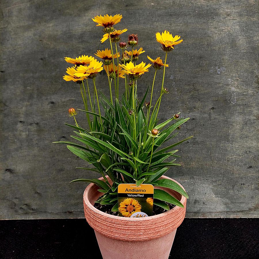 Menyecskeszem Coreopsis grandiflora 'Andiamo Yellow Red'