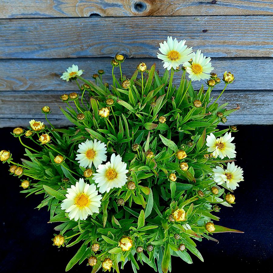 Coreopsis 'Big Bang Full Moon' Menyecskeszem