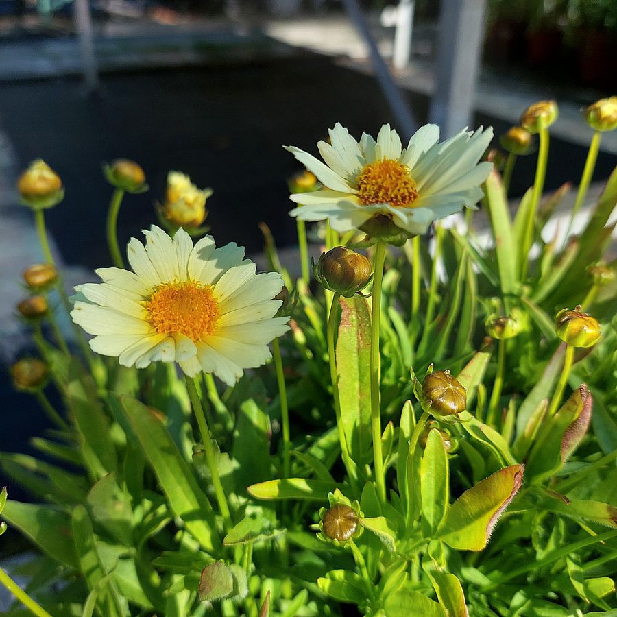 Menyecskeszem Coreopsis 'Big Bang Full Moon'