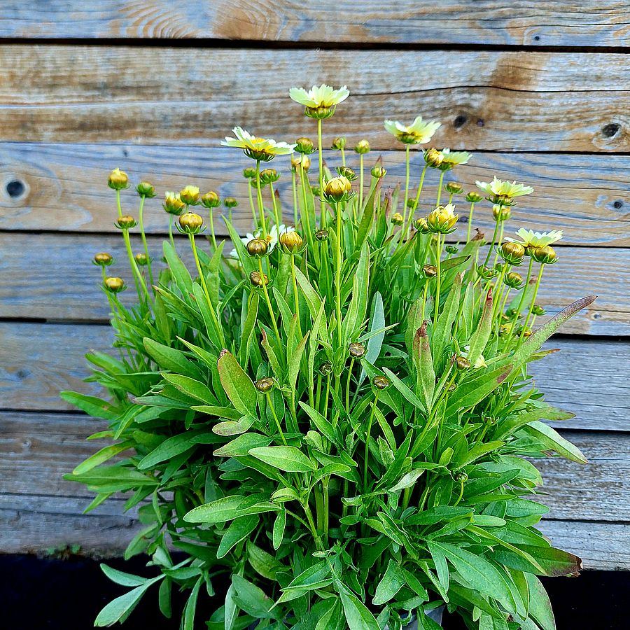 Menyecskeszem Coreopsis 'Big Bang Full Moon'