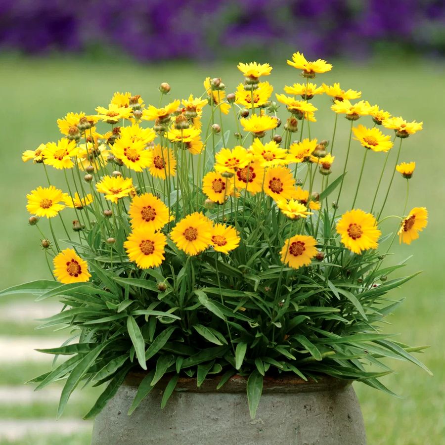 Coreopsis grandiflora 'Sunfire Yellow Red' Menyecskeszem