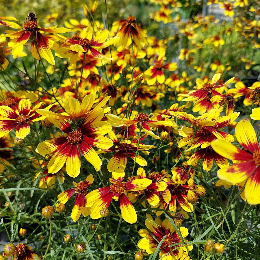 Coreopsis grandiflora 'Bengal Tiger'  Menyecskeszem