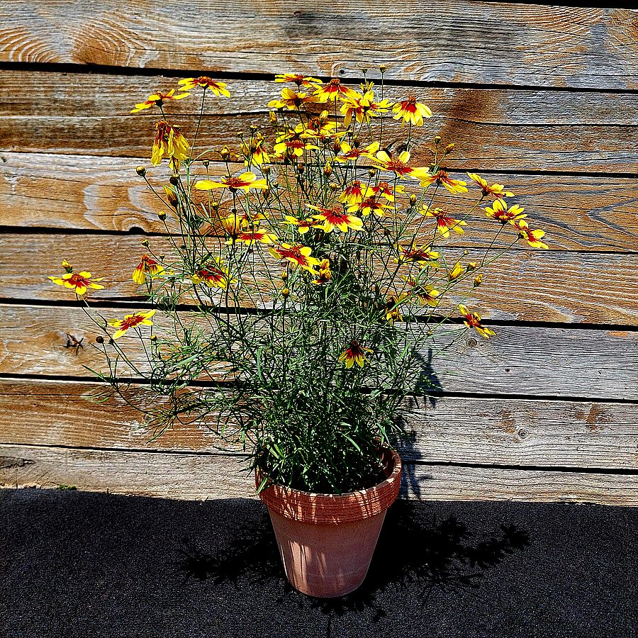 Menyecskeszem Coreopsis grandiflora 'Bengal Tiger' 