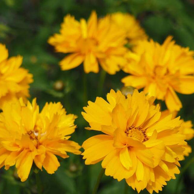 Menyecskeszem Coreopsis grandiflora