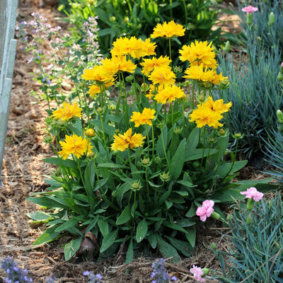 Menyecskeszem Coreopsis grandiflora