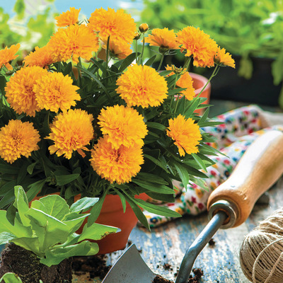 Coreopsis grandiflora 'Solanna Golden Sphere' Menyecskeszem