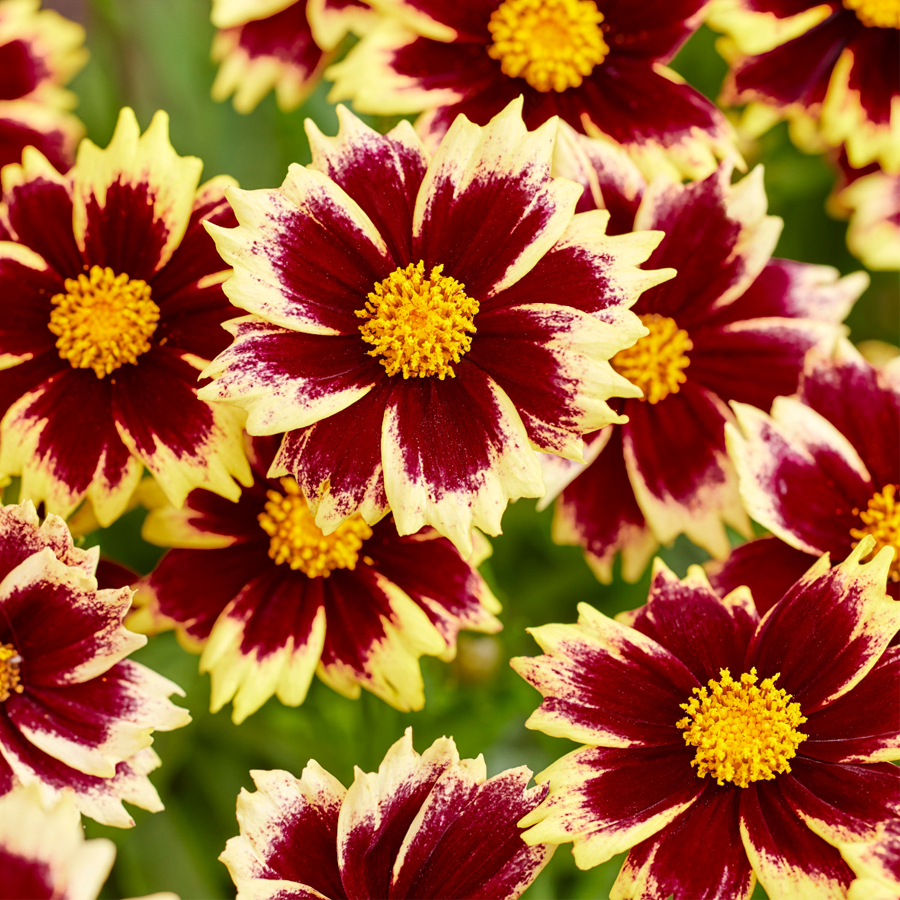Coreopsis grandiflora 'Solar Fancy' Menyecskeszem