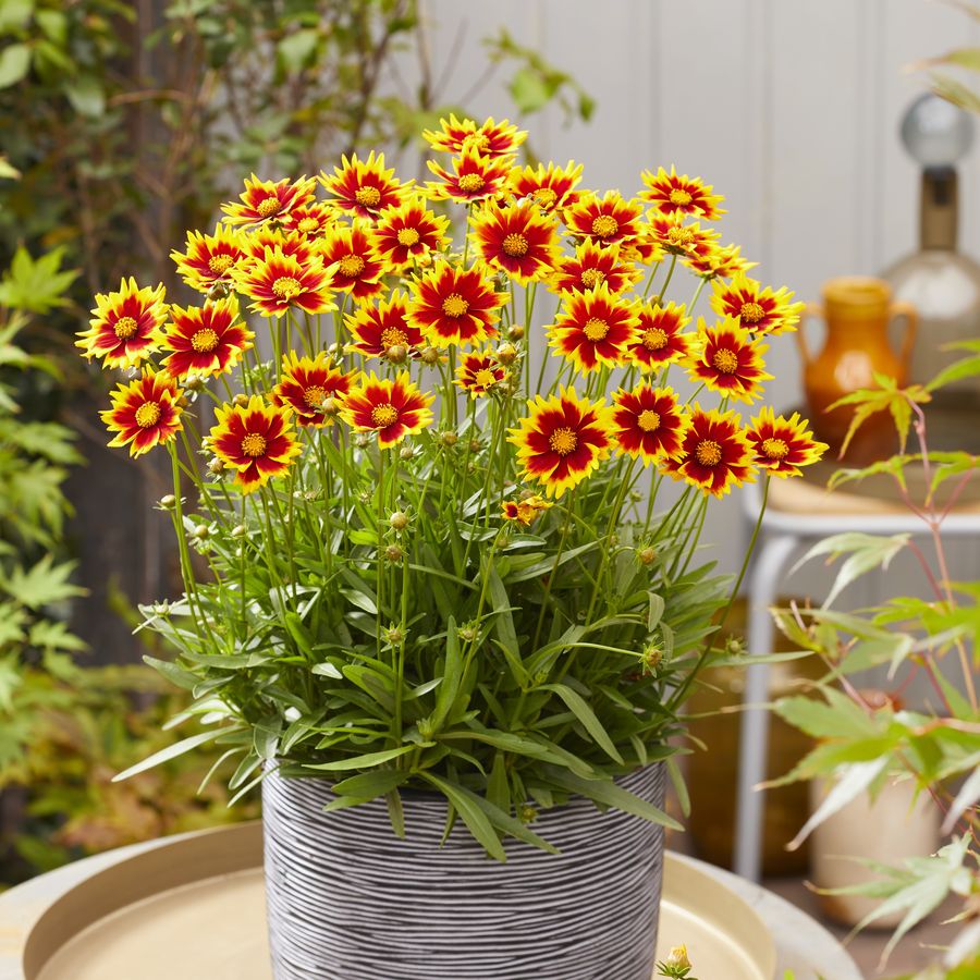 Coreopsis grandiflora 'Solar Jewel' Menyecskeszem