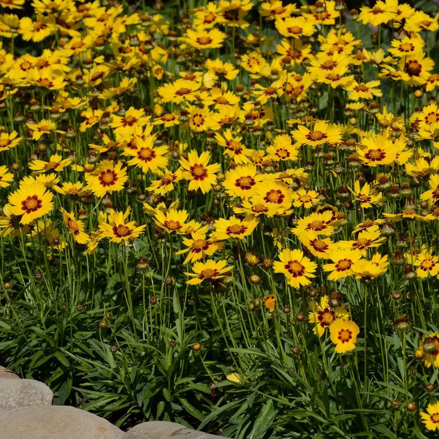 Coreopsis grandiflora 'SunKiss'&nbsp; Menyecskeszem