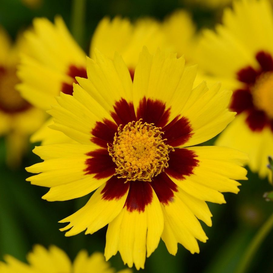 Menyecskeszem Coreopsis grandiflora 'SunKiss'&nbsp;
