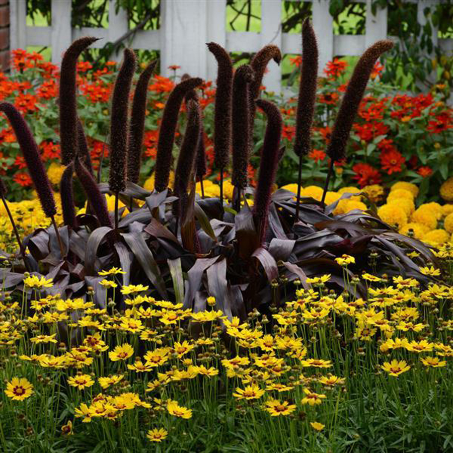 Menyecskeszem Coreopsis grandiflora 'SunKiss'&nbsp;
