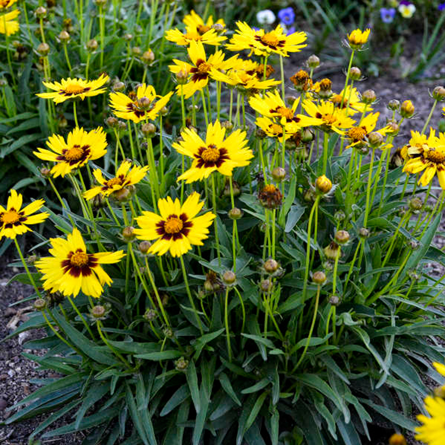 Menyecskeszem Coreopsis grandiflora 'SunKiss'&nbsp;