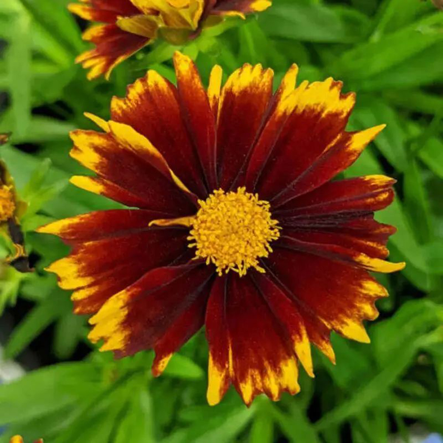 Coreopsis grandiflora 'UpTick Red'&nbsp; Menyecskeszem