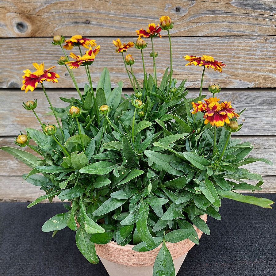 Menyecskeszem Coreopsis grandiflora 'UpTick Red'&nbsp;