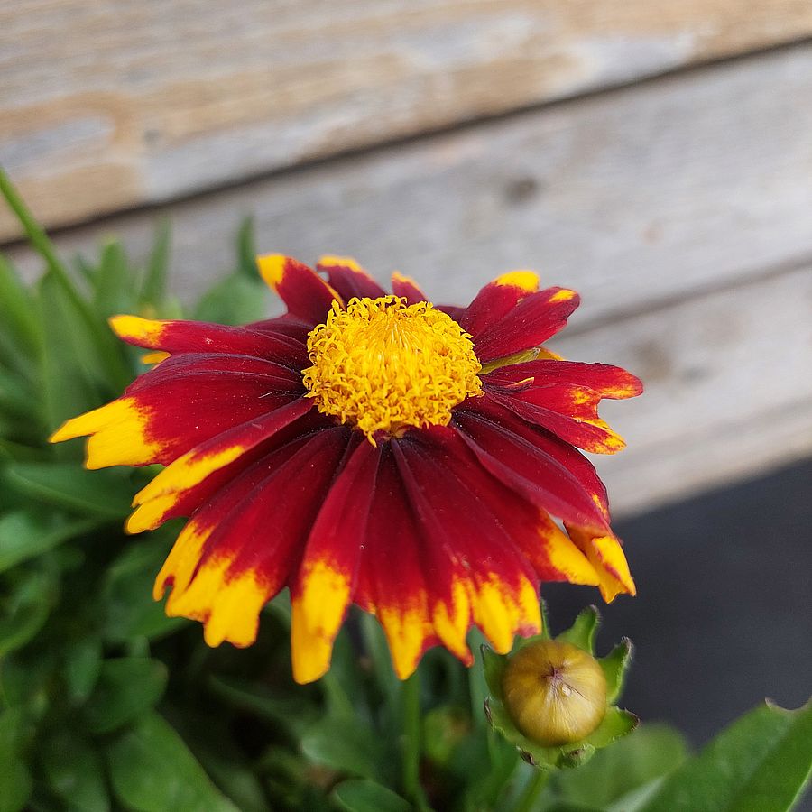 Menyecskeszem Coreopsis grandiflora 'UpTick Red'&nbsp;