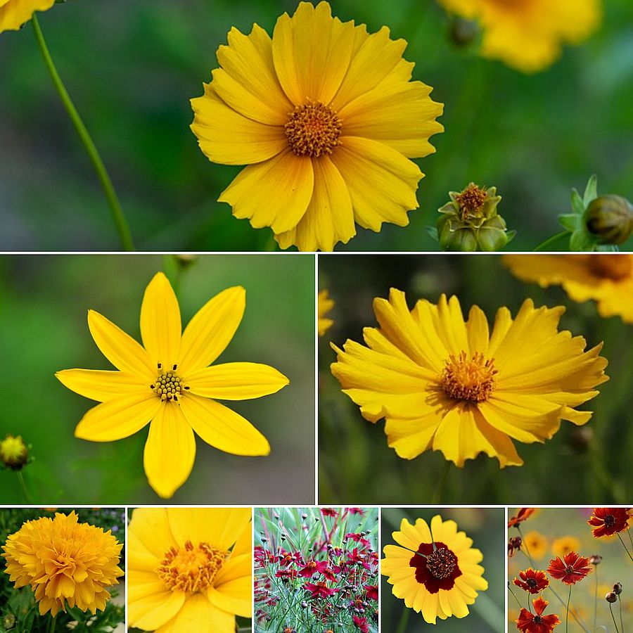 Coreopsis mix Menyecskeszem fajták