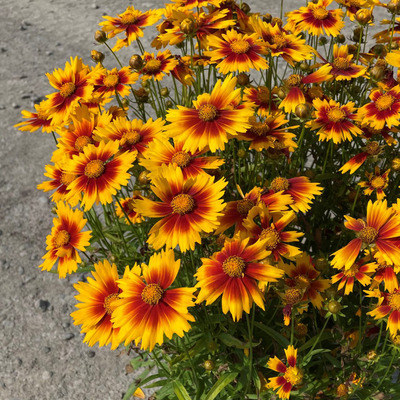 Coreopsis grandiflora 'UpTick Gold Bronze'&nbsp; Menyecskeszem