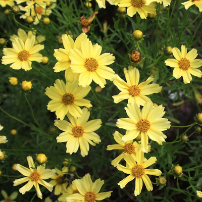 Coreopsis verticillata 'Creme Brulee'  Menyecskeszem