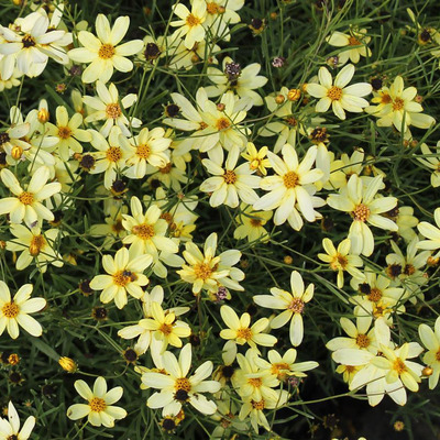 Coreopsis verticillata 'Moonbeam' Menyecskeszem