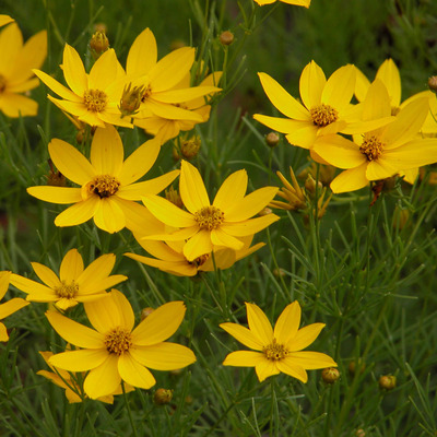 Coreopsis verticillata 'Zagreb' Menyecskeszem