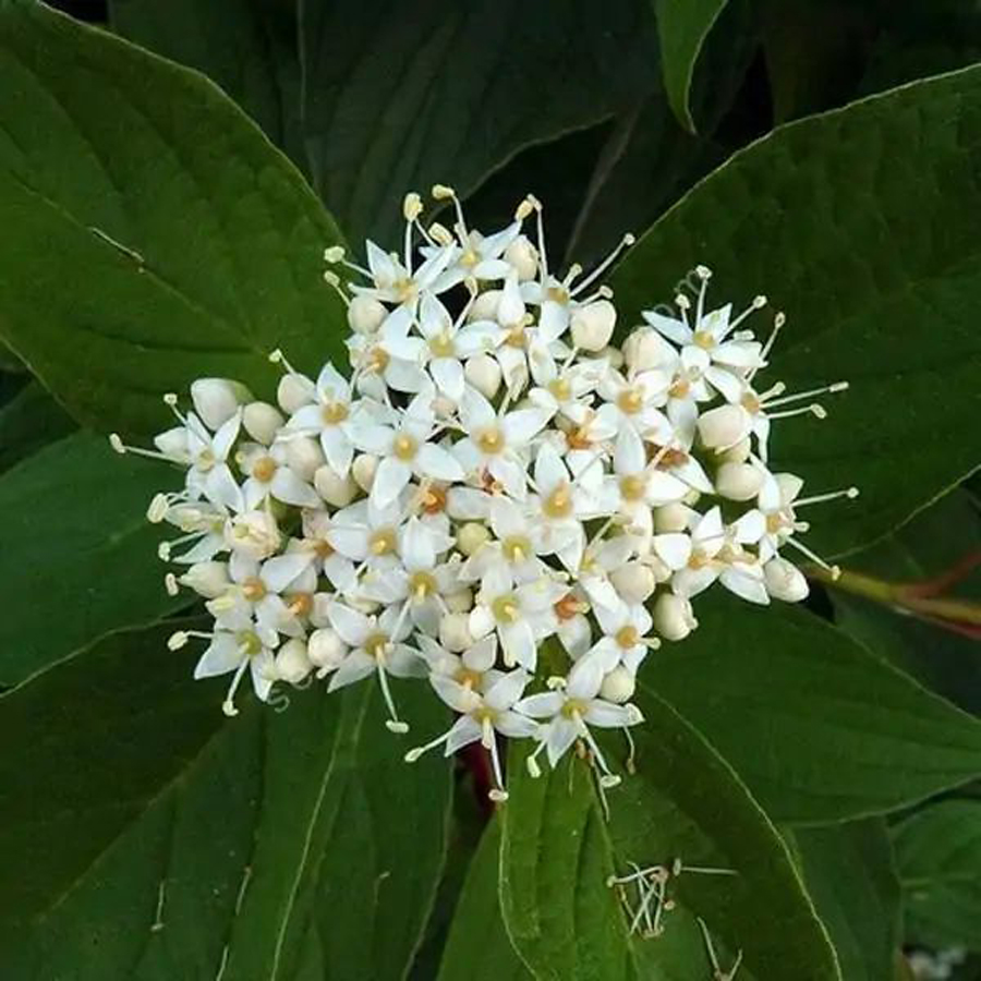 Cornus alba 'Baton Rouge' Feh&eacute;r som