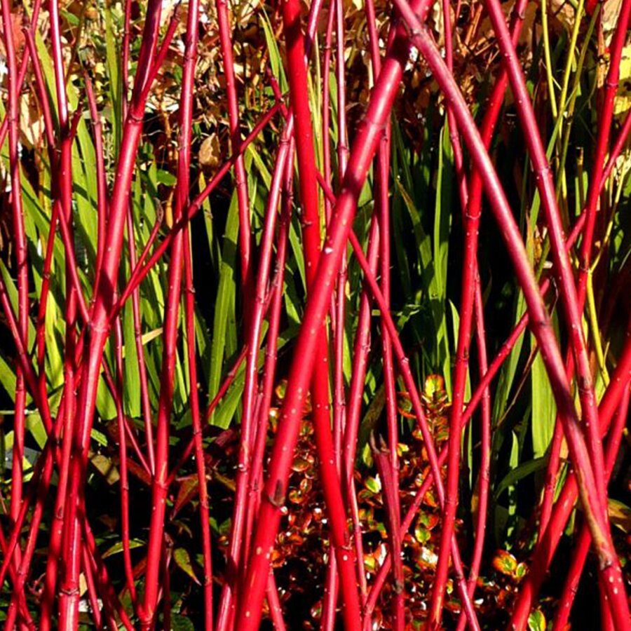 Feh&eacute;r som Cornus alba 'Baton Rouge'
