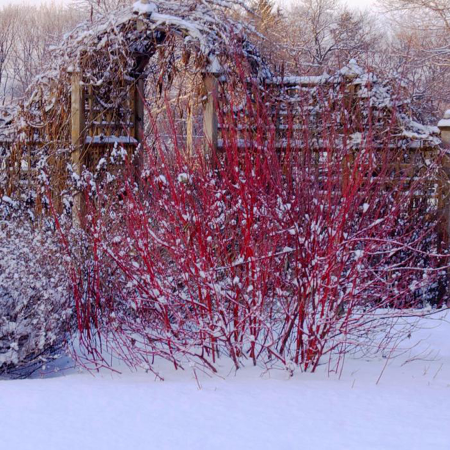 Feh&eacute;r som Cornus alba 'Baton Rouge'