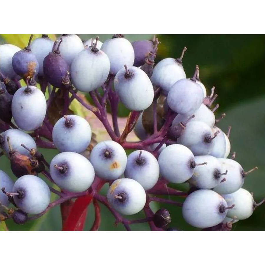 Feh&eacute;r som Cornus alba 'Baton Rouge'