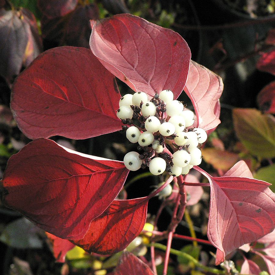 Feh&eacute;r som Cornus alba 'Baton Rouge'