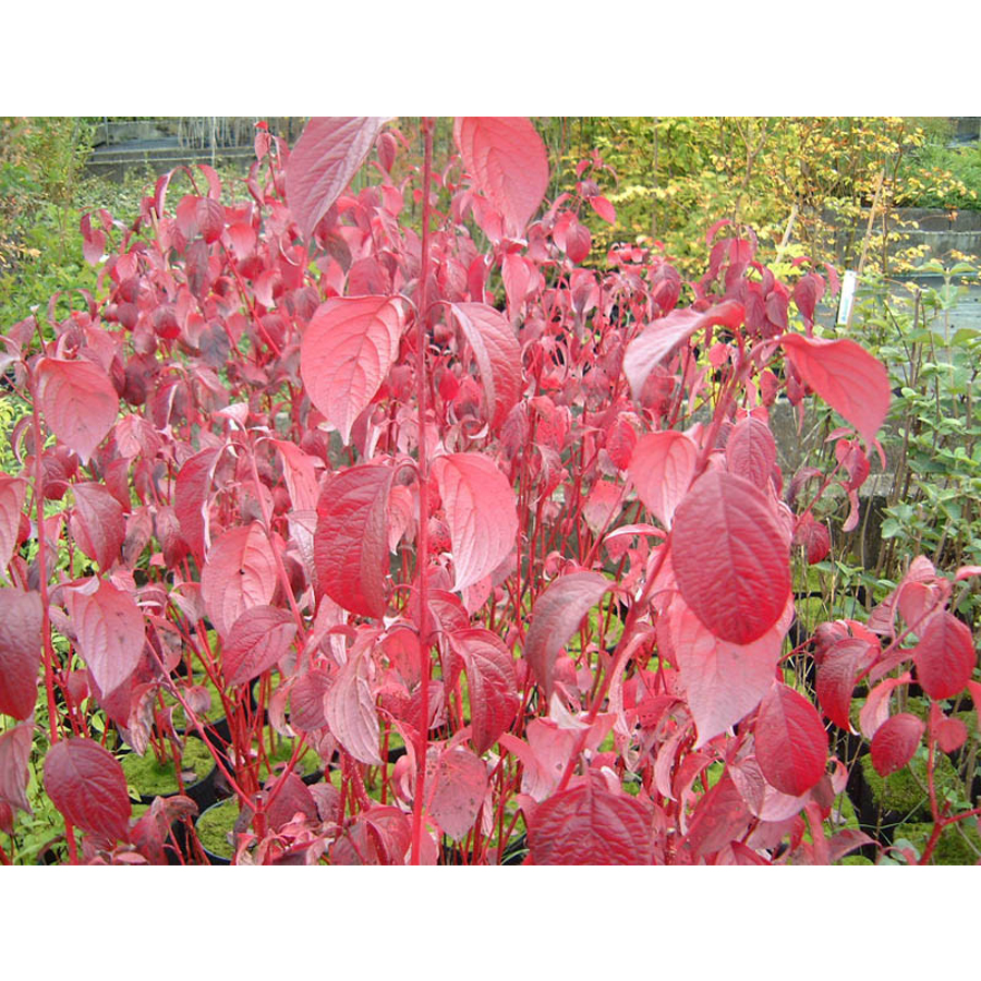 Feh&eacute;r som Cornus alba 'Baton Rouge'