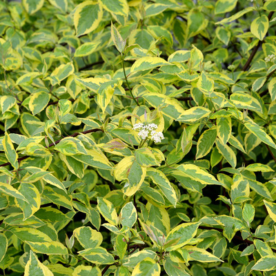 Cornus alba 'Gouchaultii' Tarka levelű fehérsom