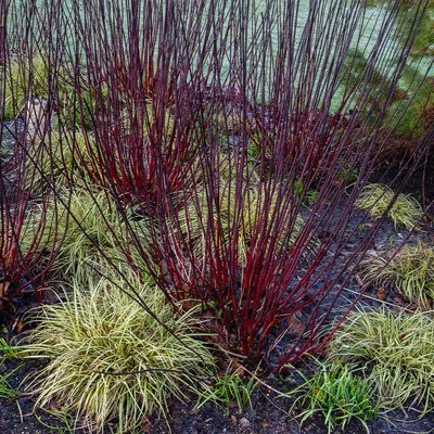 Cornus alba 'Kesselringii' Bordó vesszejű fehérsom