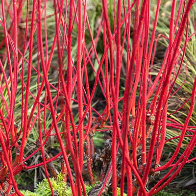 Cornus alba 'Sibirica' Piros vesszejű fehérsom