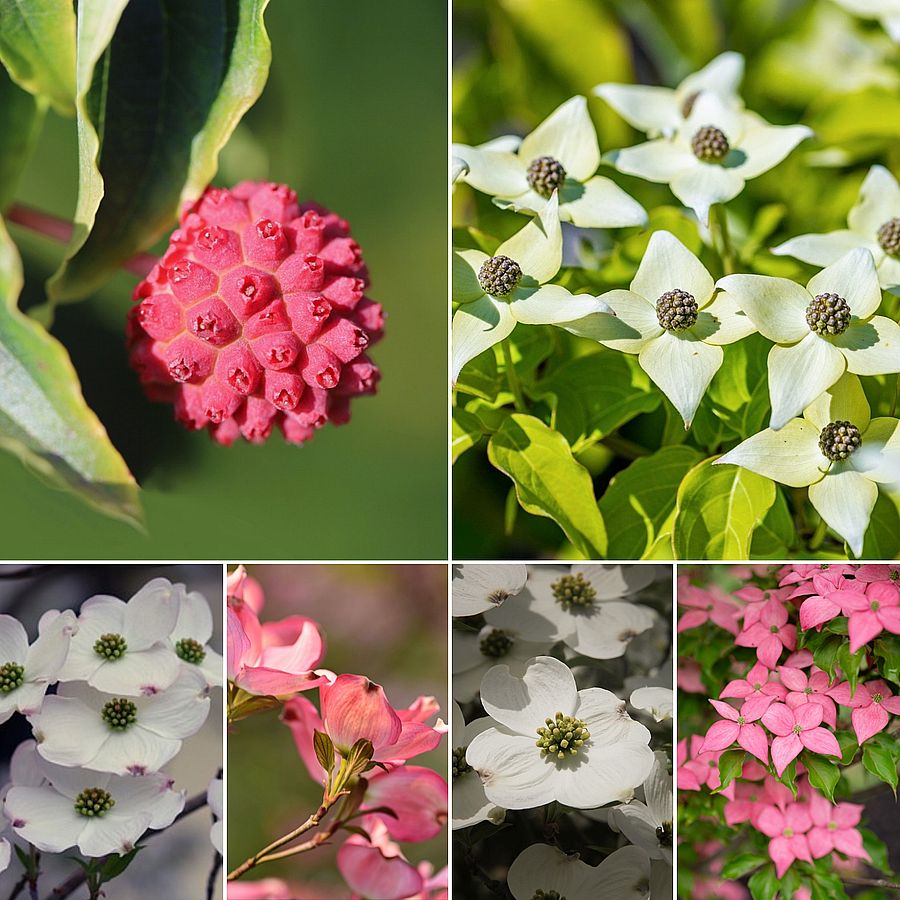 Cornus kousa mix Csillagsom fajták