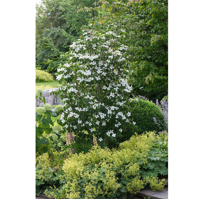 Csillagsom Cornus kousa 'Schmetterling'