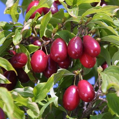 Cornus mas 'Kazanlak' Húsos som Kazanlak