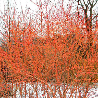 Cornus sanguinea 'Winter Beauty' Veresgyűrű som