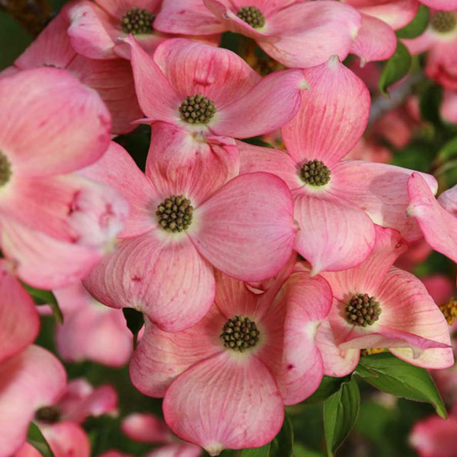 Cornus 'Stellar Pink' Csillagsom