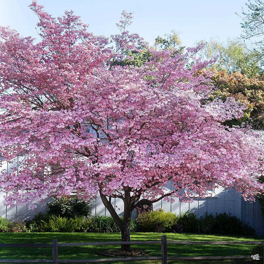 Csillagsom Cornus 'Stellar Pink'