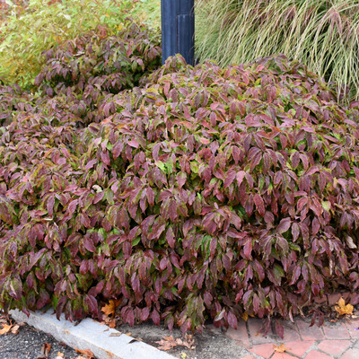Cornus stolonifera 'Kelseyi' Tarackos törpe som