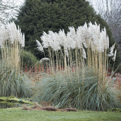 Cortaderia selloana mix Pampafű fajták